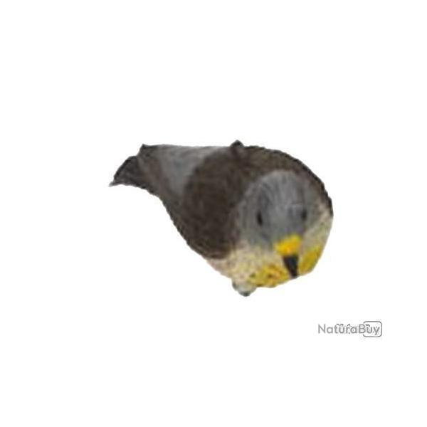 Grive litorne RA SPORT