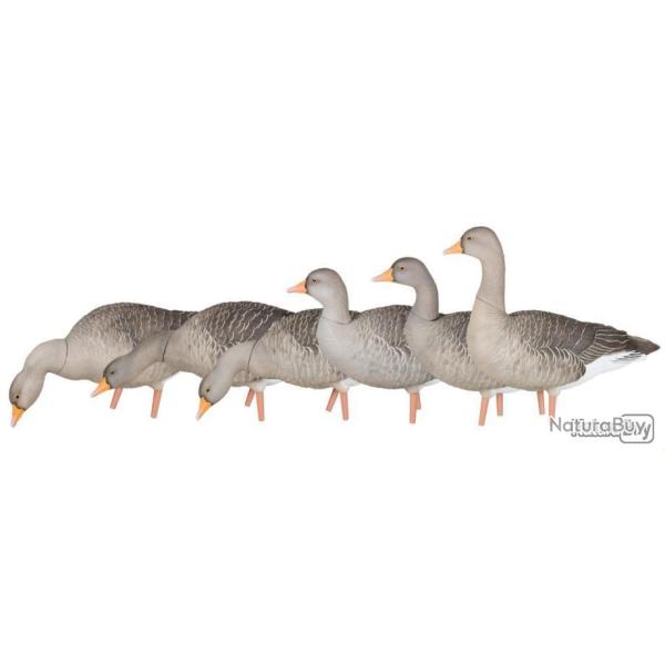 6 moules assortis de Oie des moissons - AVIAN X