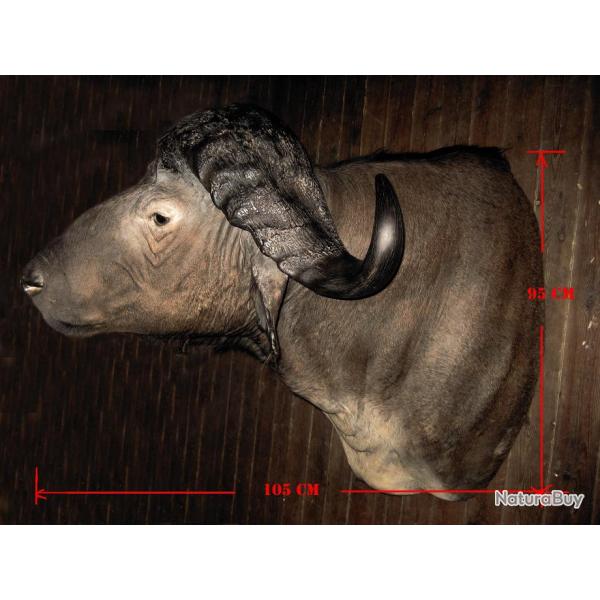 Magnifique t�te de buffle Caffer