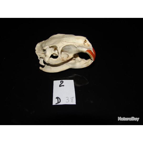 crane de ragondin adulte    (N�2 D)EB