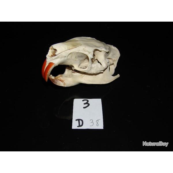 crane de ragondin adulte    (N�3 D)EB