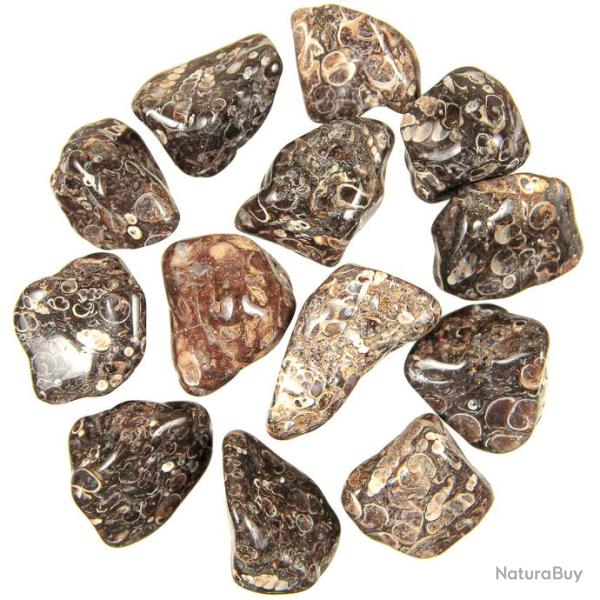 Pierres roul�es agate fossile turritelle - 2 � 3 cm - Lot de 3
