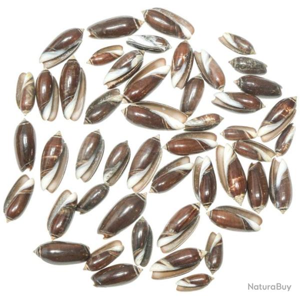 Coquillages oliva brune - 1.5 � 3 cm - Lot de 10