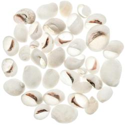 Coquillages polinices albumen - 1.5 &agrave; 3 cm - 100 grammes