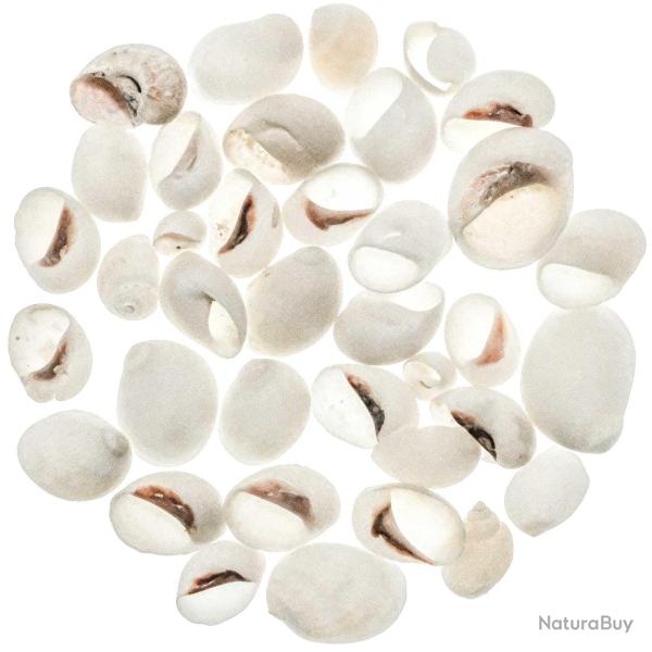 Coquillages polinices albumen - 1.5 � 3 cm - 100 grammes