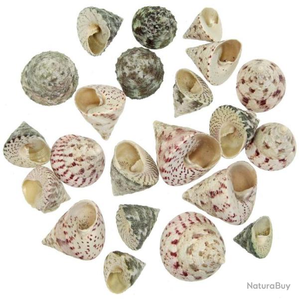 Coquillages trochus maculatus - 2 � 5 cm - 250 grammes