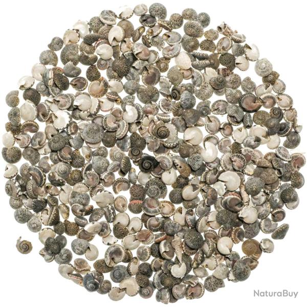 Coquillages umbonium gris - 0.5 � 1 cm - 100 grammes