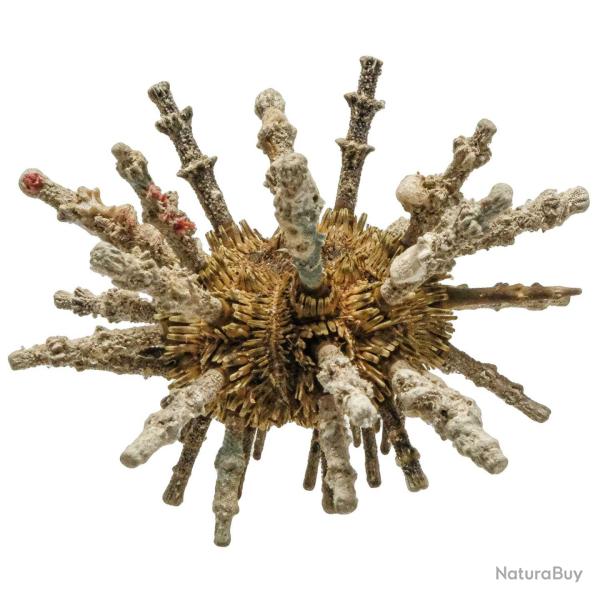 Oursin spoutnik eucidaris