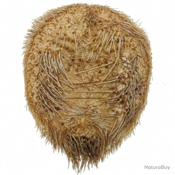 Oursin croix maretia planulata - 4 � 5 cm - A l'unit�