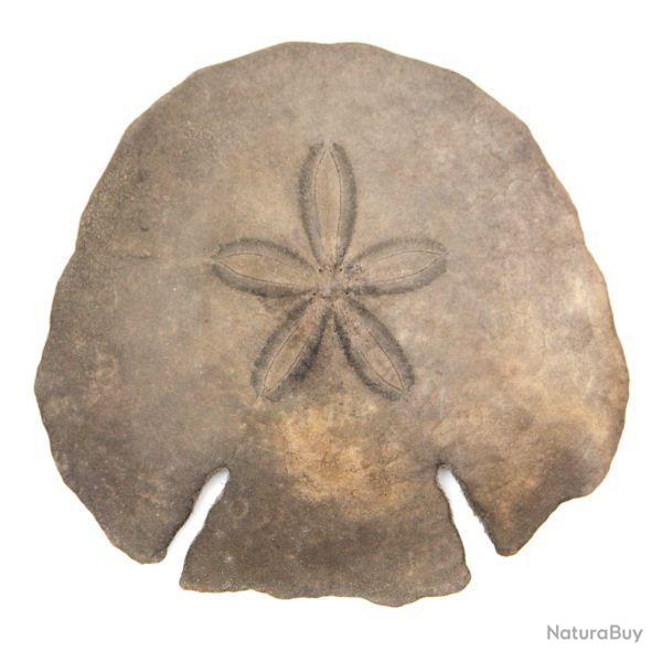 Test d'oursin pancake - 9 � 12 cm - A l'unit�