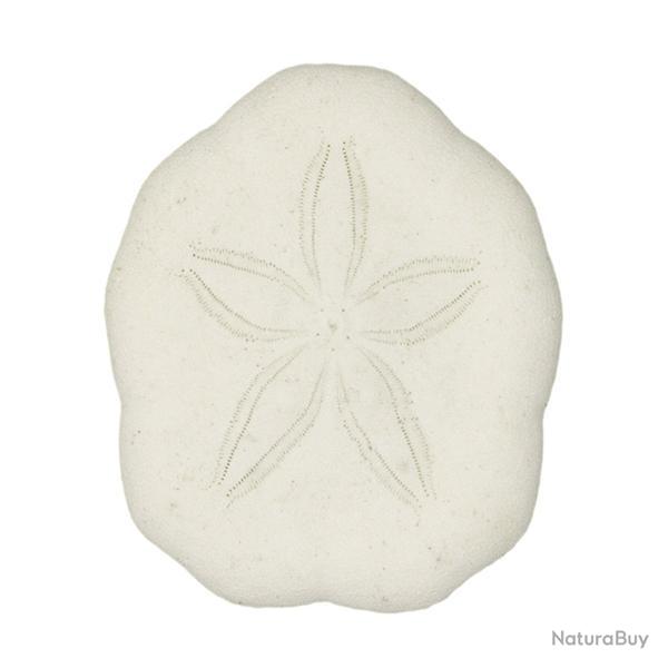 Tests d'oursins laganum laganum - 3 � 4 cm - Lot de 4