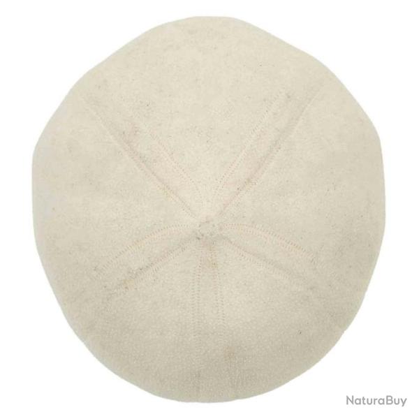 Test d'oursin blanc metalia - 8 � 10 cm