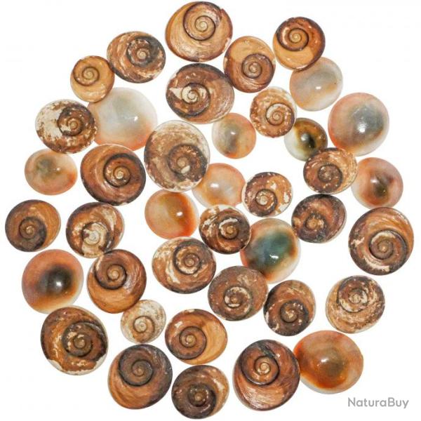 Opercules de turbo rouges bruts ou oeil de shiva - 1.5 � 2.5 cm - 100 grammes