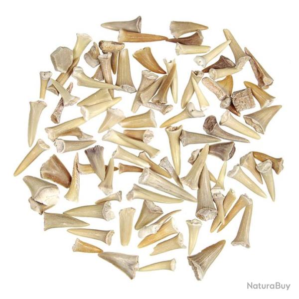 Lot de dents de requin fossilis�es - 100 grammes