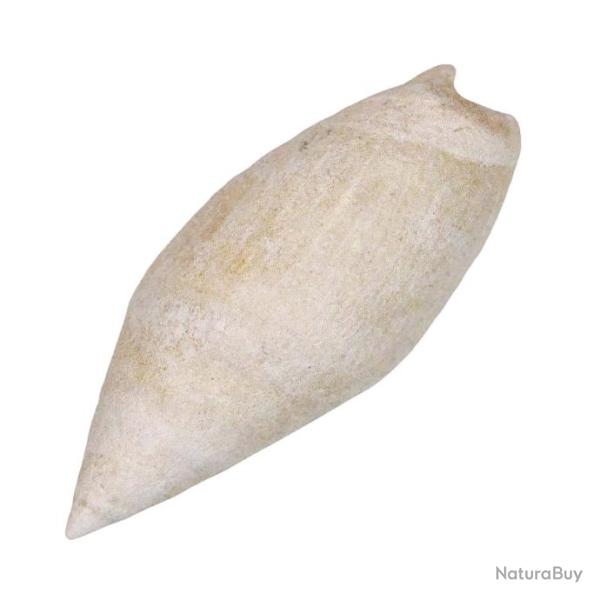 Coquillage ancilla obesula fossile - 2.5  3 cm