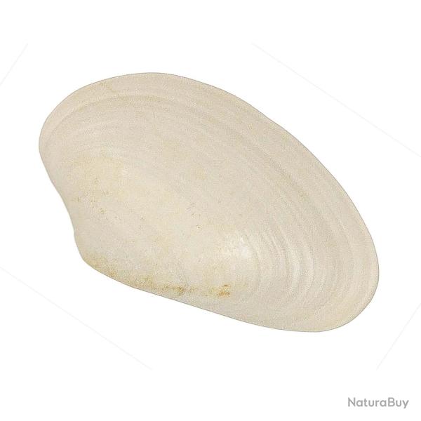 Coquillage costacallista laevigata fossile - 2.5 � 3 cm