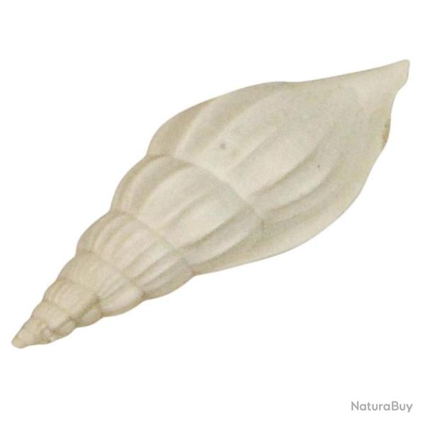 Coquillage rimella fissurella fossile - 1.5 � 2.5 cm