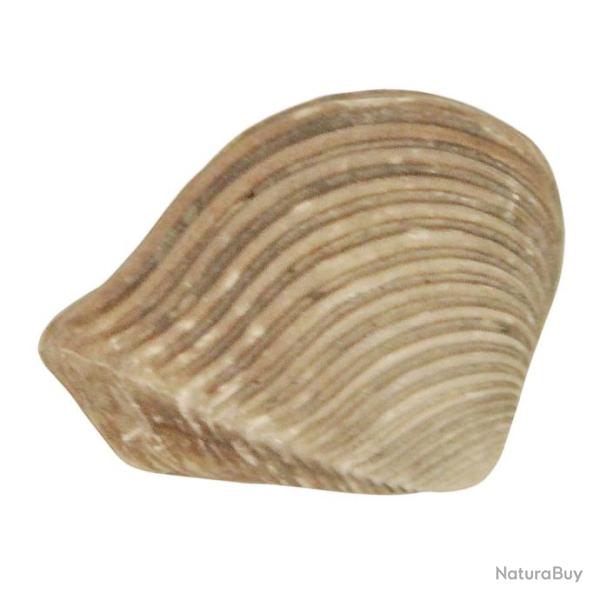 Coquillage crassatella sulcata fossile - 2 � 3 cm