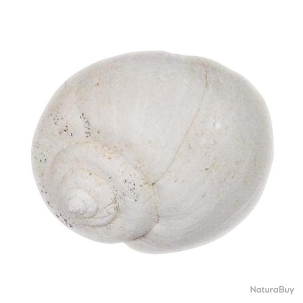 Coquillage ampullella parisiensis fossile - 2 � 2.5 cm