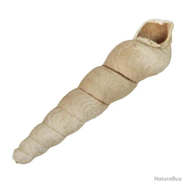 Coquillage Haustator conoideus fossile - 3  4 cm