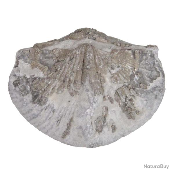 Paraspirifer bownockeri fossile - 4 � 5 cm