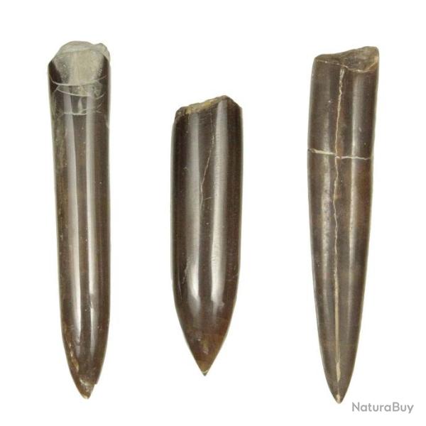 Rostre de b�lemnite cylindroteuthis fossile poli - 8 � 10 cm - A l'unit�