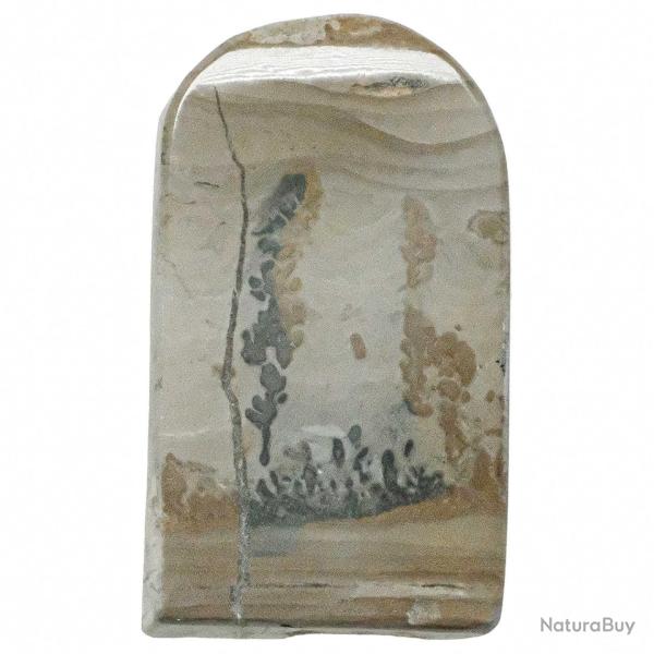 Tranche de stromatolithe polie - 5.5 x 3 cm