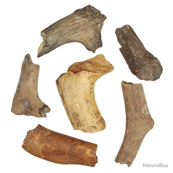 Bois de cervid� fossile - 10 � 15 cm - A l'unit�