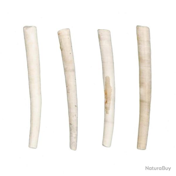Dentalium bartonense fossile - 3 � 4 cm - A l'unit�