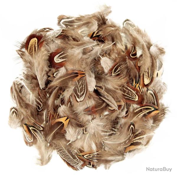 Plumes coquille de faisan commun - 5 grammes