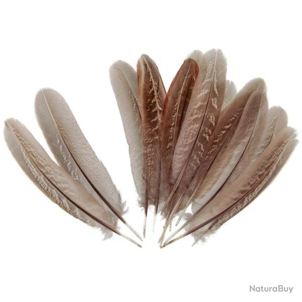 Plumes de faisan commun - 15  18 cm - Lot de 5