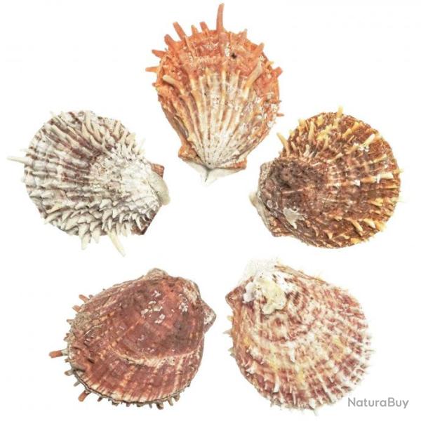Coquillage spondylus coccineus - 5 � 7 cm - Lot de 2