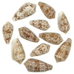 Coquillages conus textile - 7 &agrave; 9 cm - Lot de 2