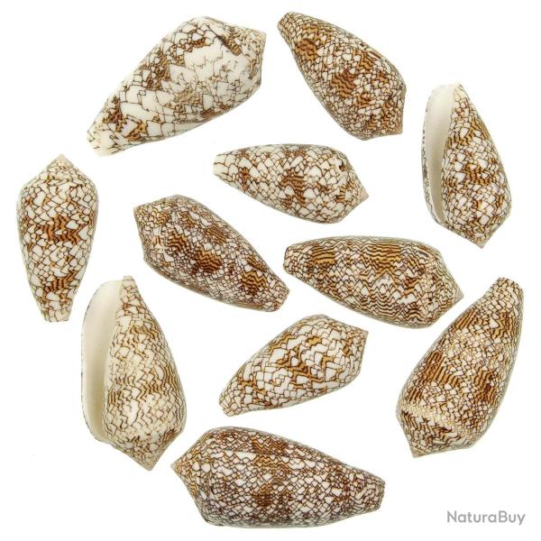 Coquillages conus textile - 7 � 9 cm - Lot de 2