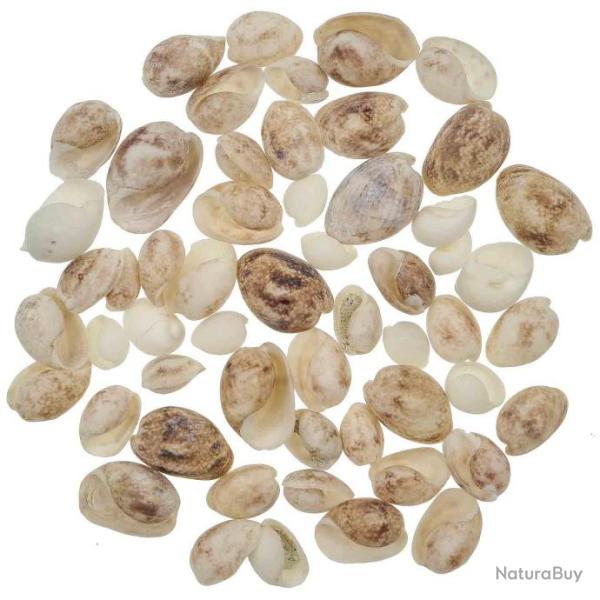 Coquillages bulla ampulla - 2 � 3 cm - 100 grammes