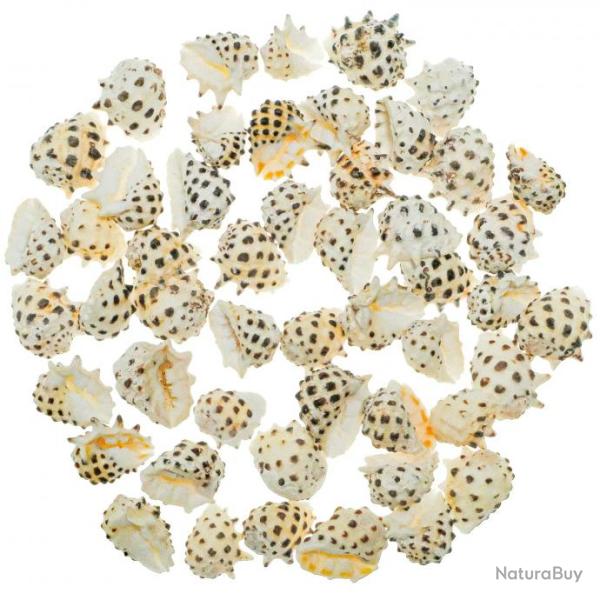 Coquillages drupa ricina - 1.5 � 2.5 cm - Lot de 5