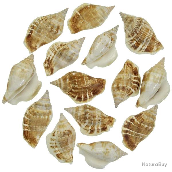 Coquillages strombus dilatatus - 6 � 7 cm - Lot de 2