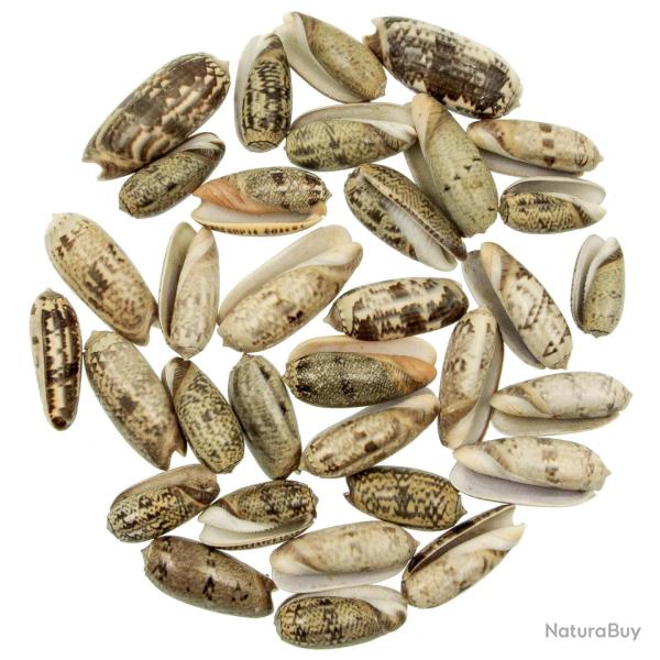 Coquillages oliva oliva - 3 � 5 cm - Lot de 5
