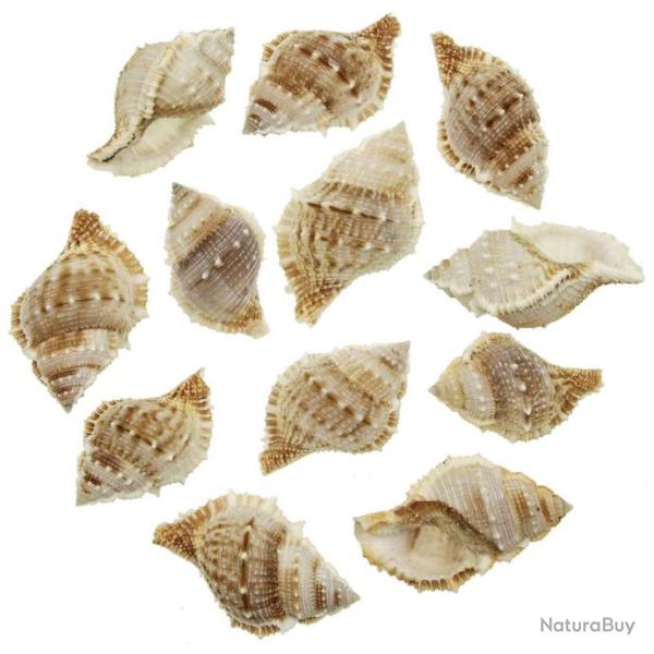 Coquillages bursa rana - 6 � 8 cm - Lot de 3