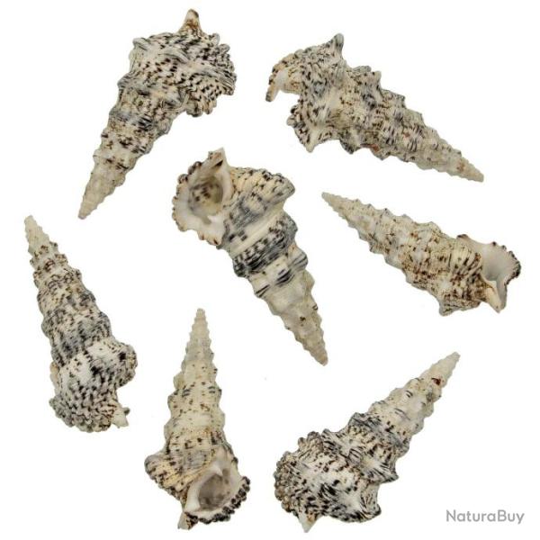 Coquillages cerithium nodulosum - 8 � 10 cm - Lot de 2