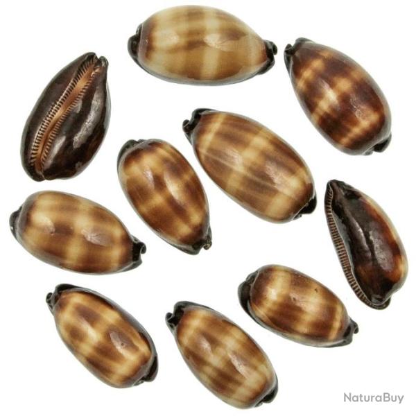 Coquillages cypraea talpa - 6 � 7 cm - Lot de 2