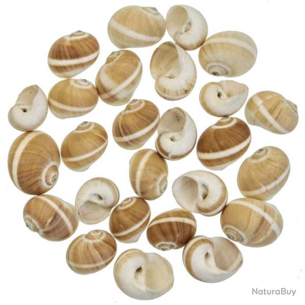 Coquillages polinices fluctuata - 4 � 6 cm - Lot de 10