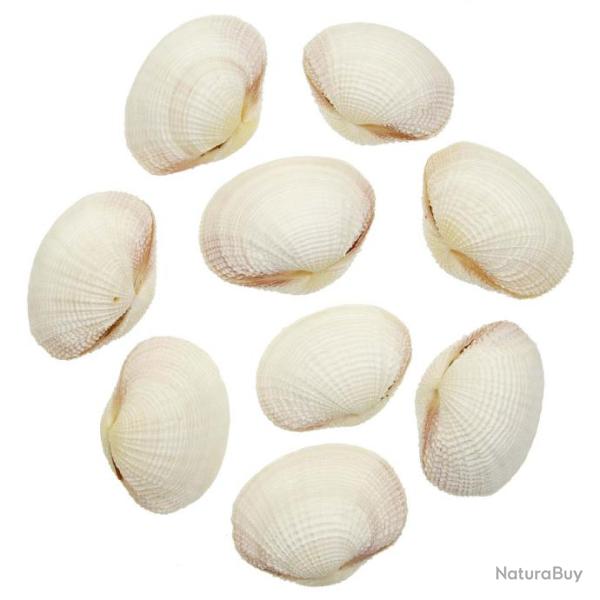 Coquillages fimbria fimbriata entiers - 5 � 7 cm - Lot de 4