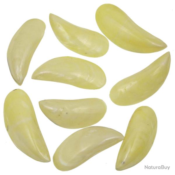 Coquillages perna viridis jaune nacr� entier poli - 8 � 10 cm - Lot de 4