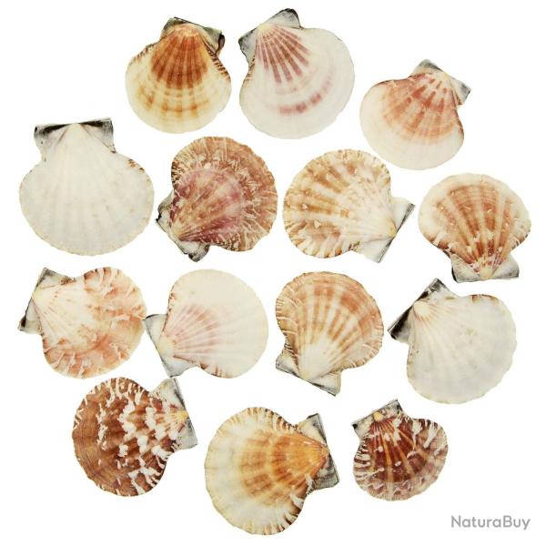 Coquillages pecten vexillum entiers - 4 � 5 cm - lot de 2