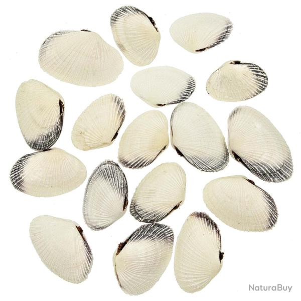 Coquillages baby snoopy entier - 4 � 6 cm - lot de 10