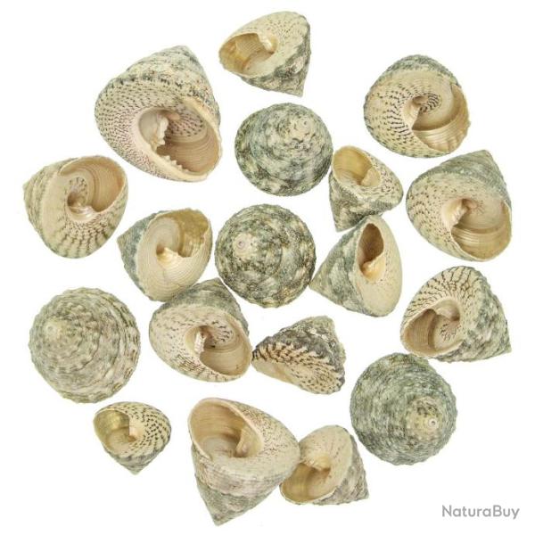 Coquillages trochus stellatus - 3 � 5 cm - 100 grammes