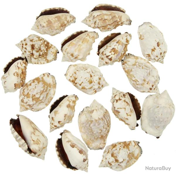 Coquillages strombus picpus - 5  6 cm - Lot de 5