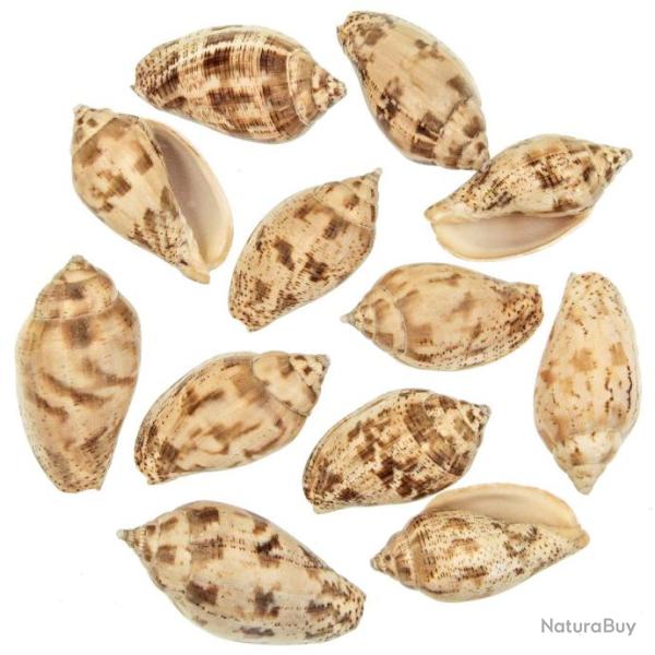Coquillages harpulina lapponica - 6 � 8 cm - Lot de 3