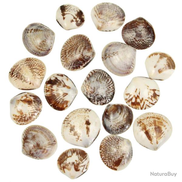 Coquillages circe scripta polis entiers - 3.5 � 5 cm - Lot de 5